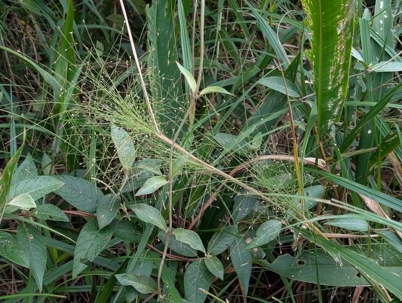 Panicum rudgei photo 2