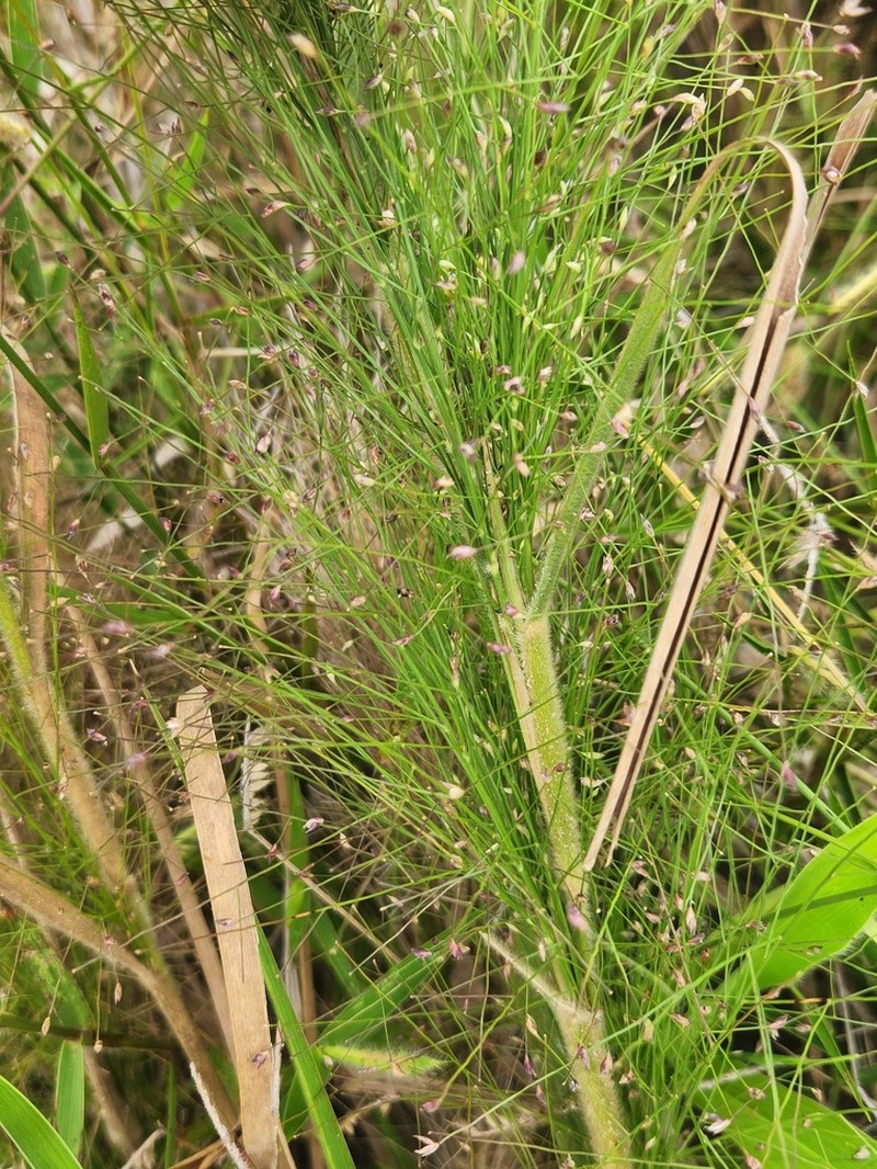 Panicum rudgei photo 3