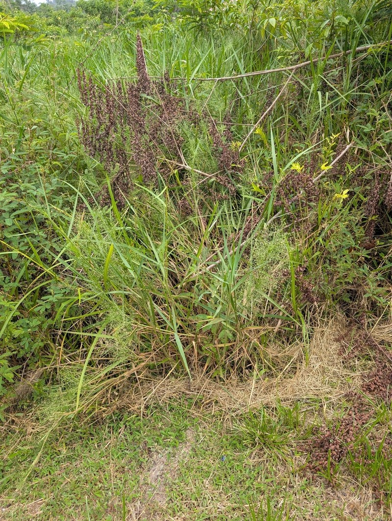 Panicum rudgei photo 4