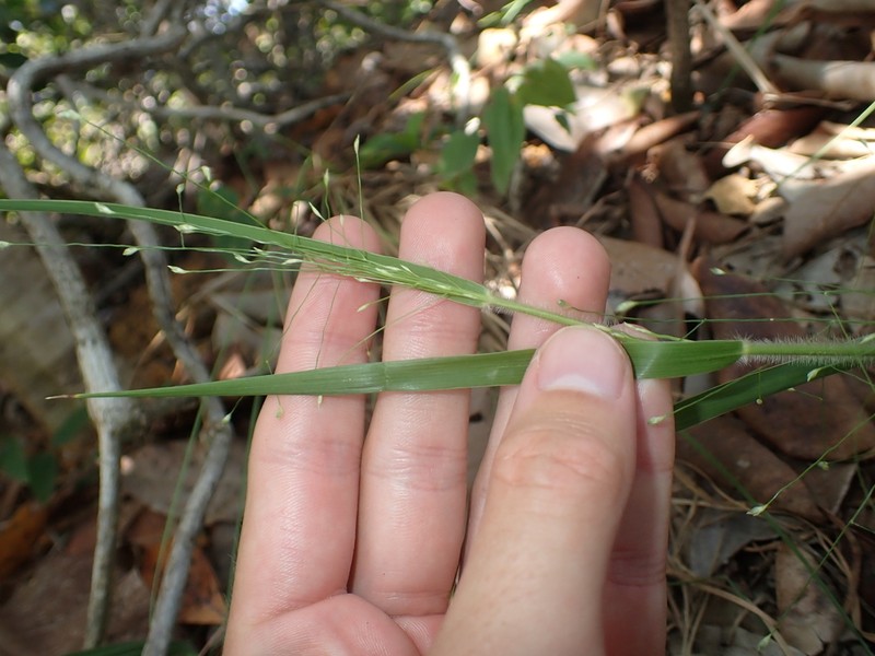 Panicum rudgei photo 5