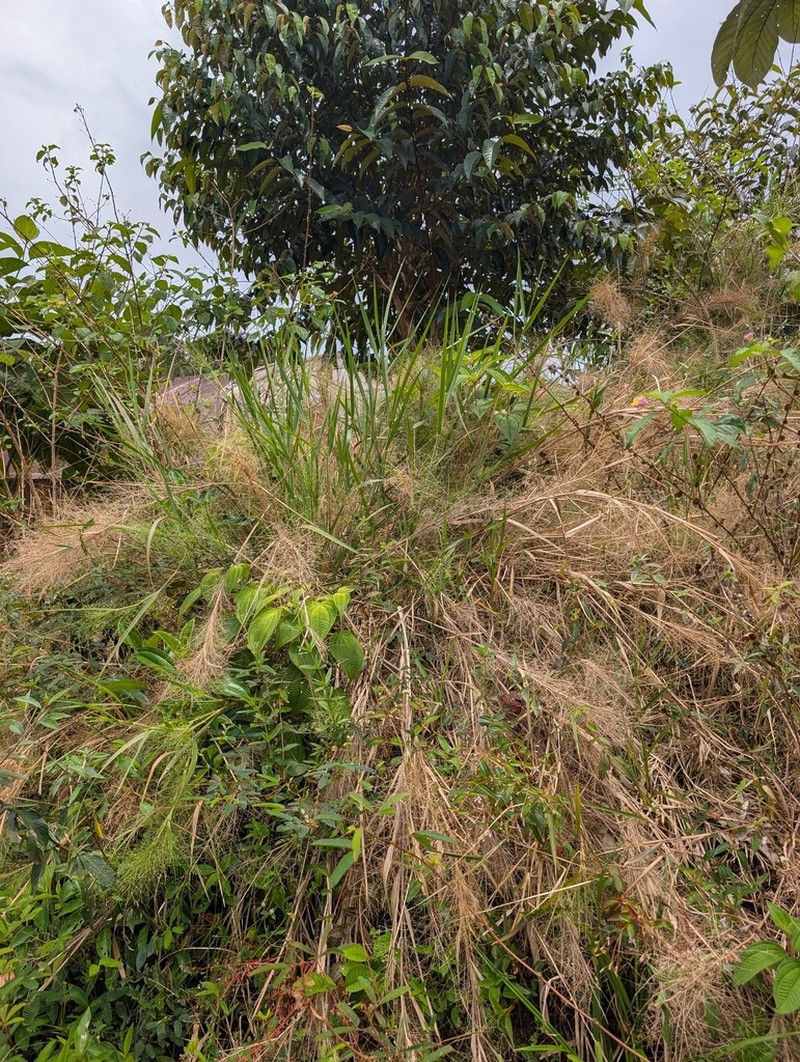 Panicum rudgei photo 6