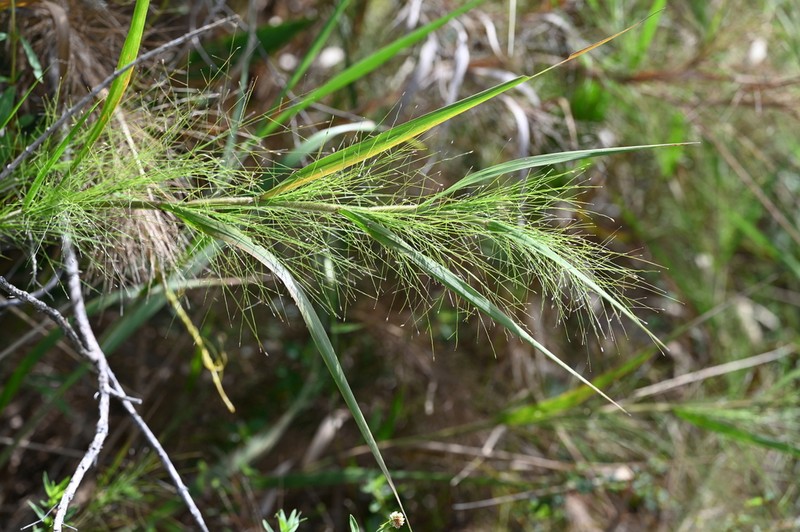 Panicum rudgei photo 7