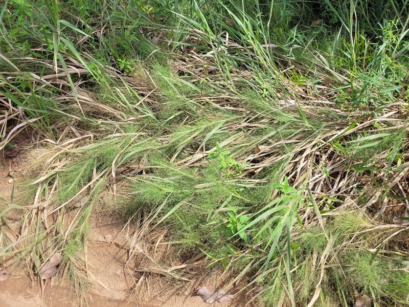 Panicum rudgei photo 8