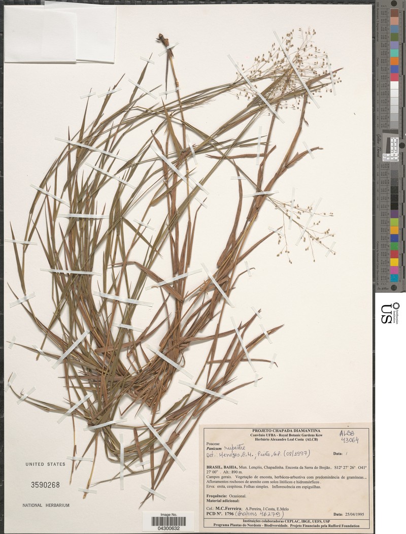 Panicum rupestre