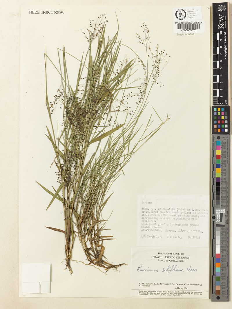 Panicum rupestre photo 2