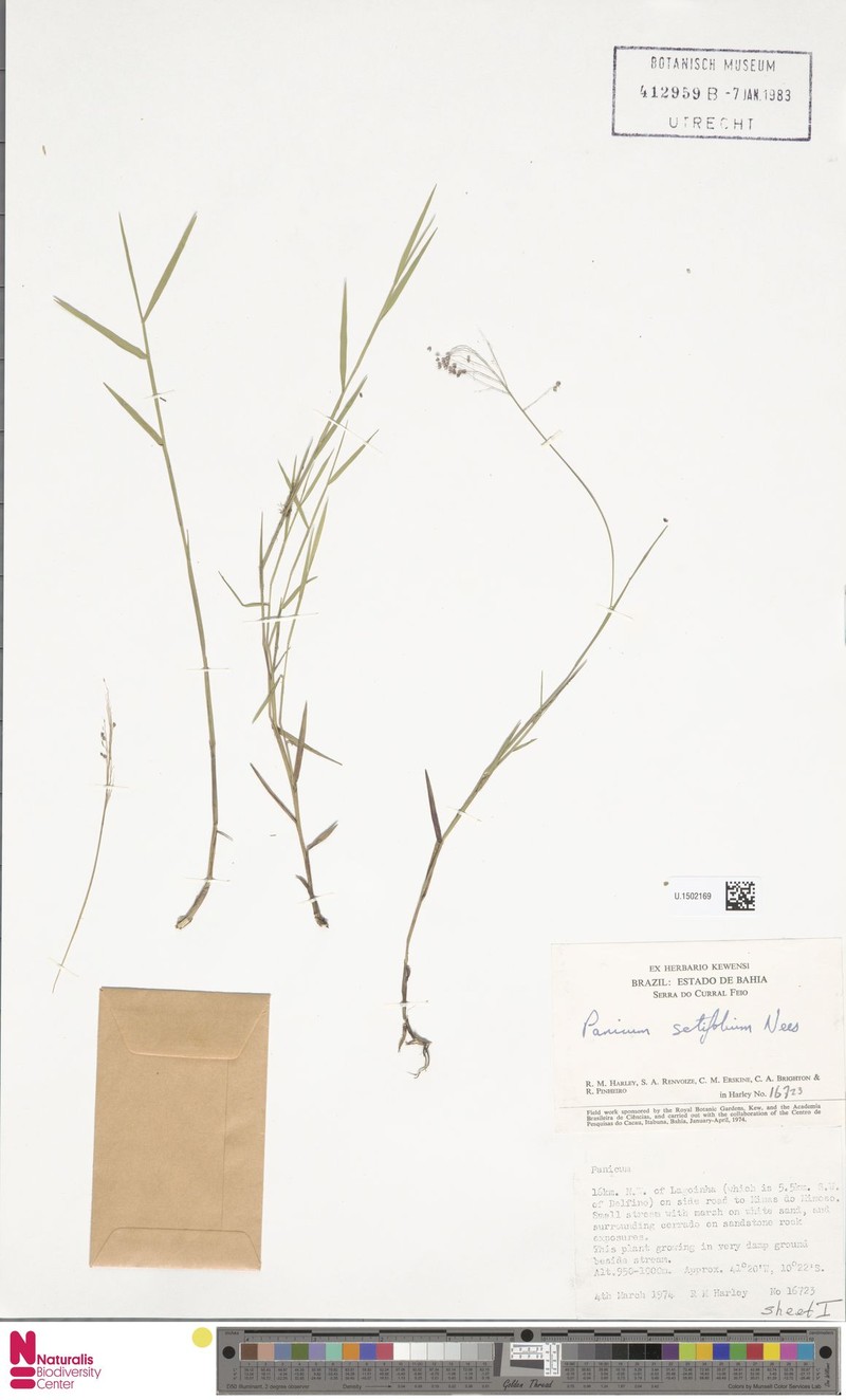 Panicum rupestre photo 3