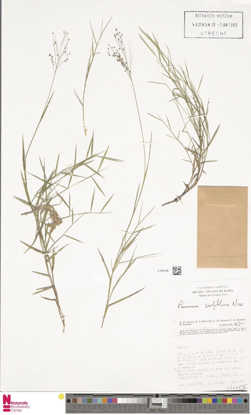 Panicum rupestre photo 4