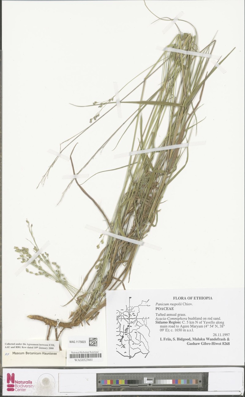 Panicum ruspolii