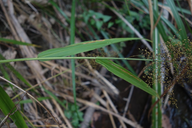 Panicum sarmentosum photo 2
