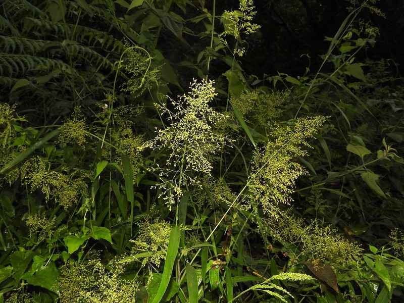 Panicum sarmentosum photo 3