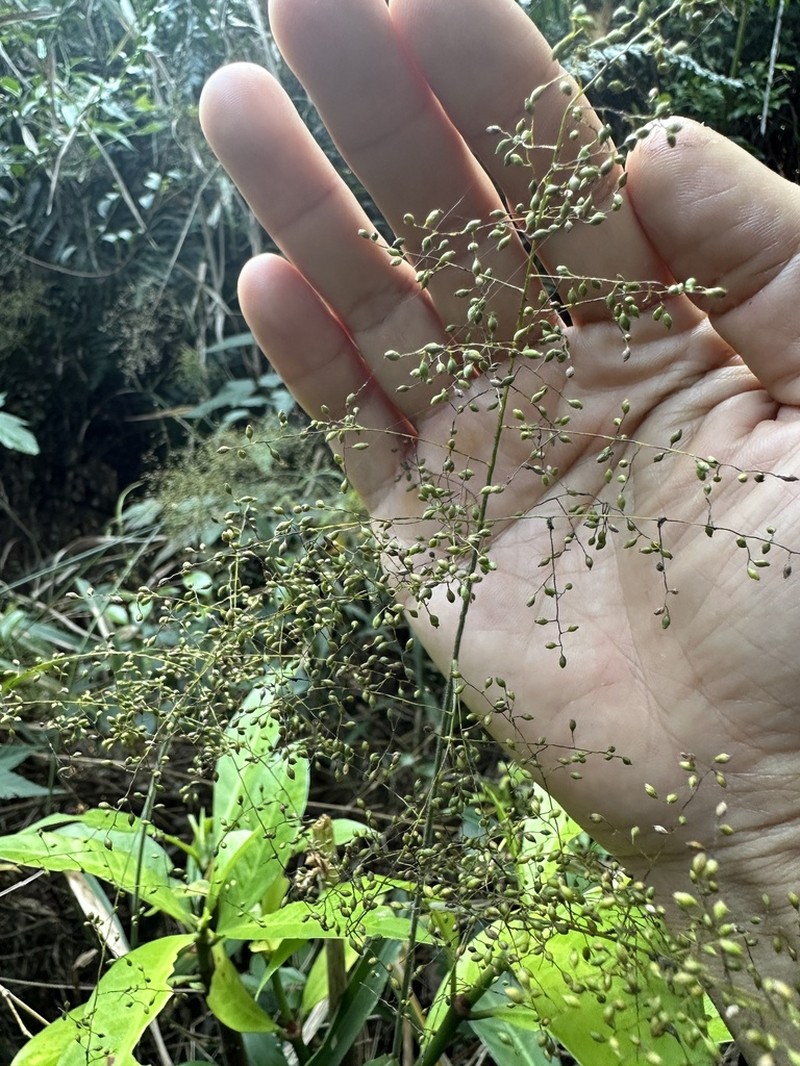 Panicum sarmentosum photo 4