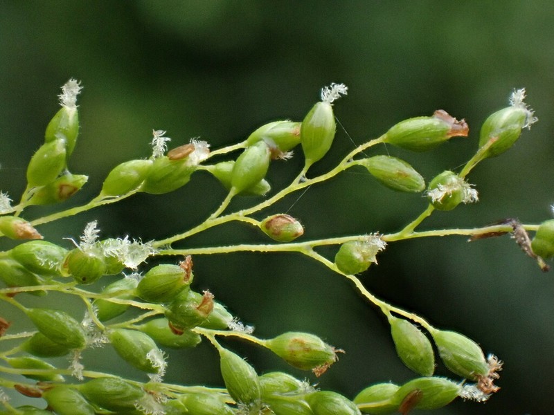Panicum sarmentosum photo 5