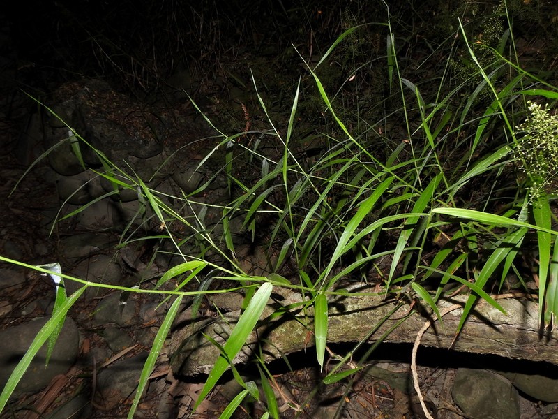 Panicum sarmentosum photo 6