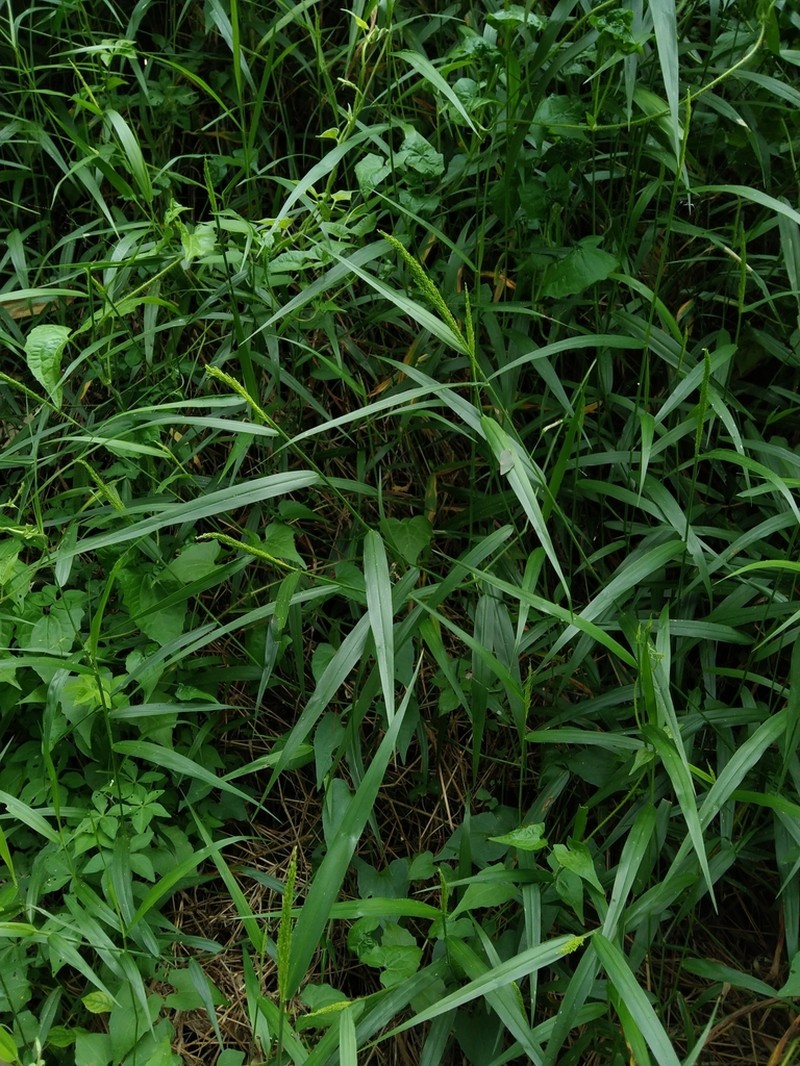 Panicum sarmentosum photo 7
