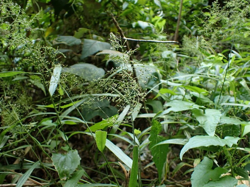 Panicum sarmentosum photo 8