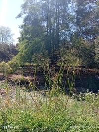 Land Grass