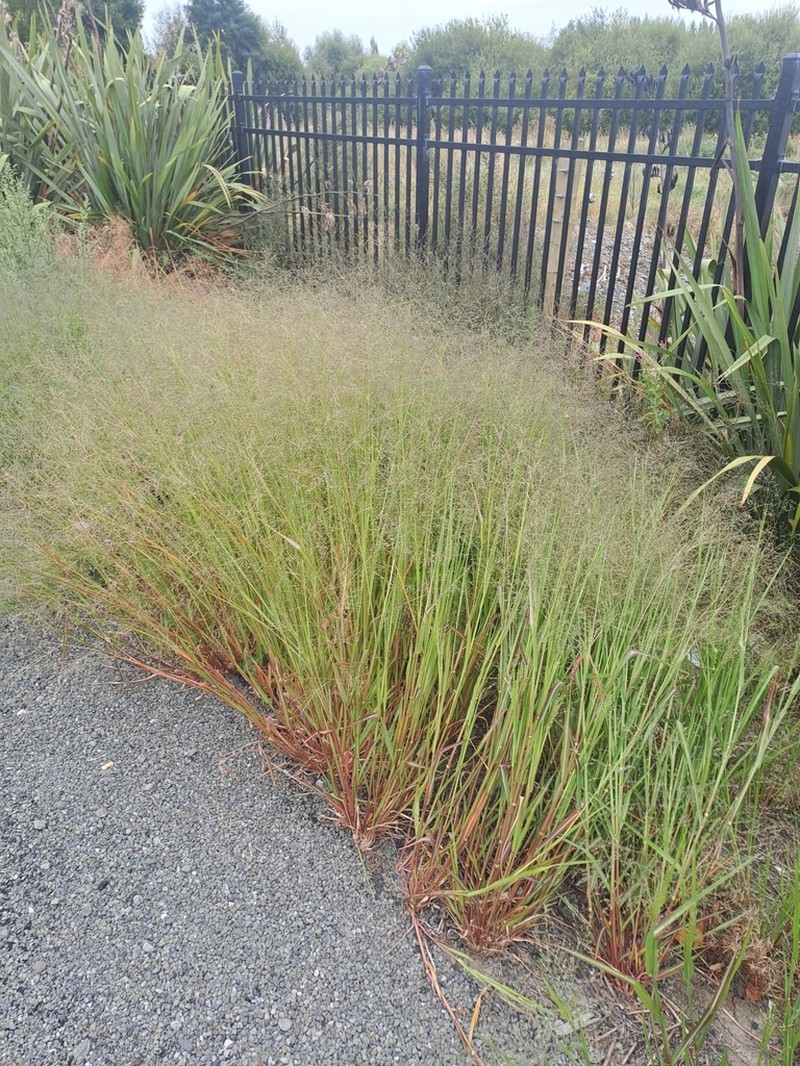Land Grass photo 2