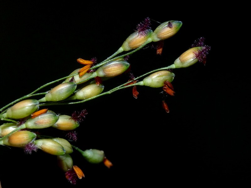 Land Grass photo 3