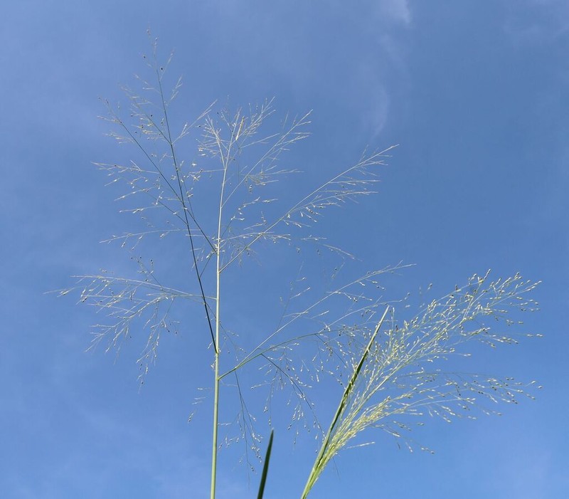 Land Grass photo 4