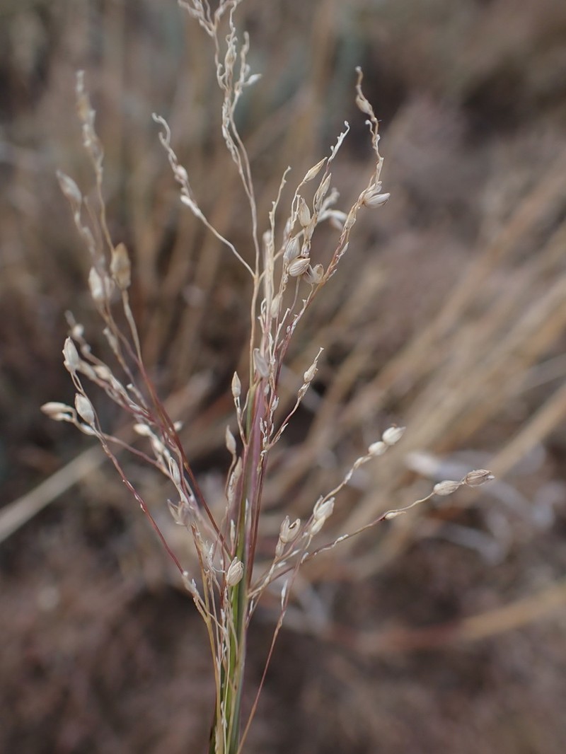 Land Grass photo 5