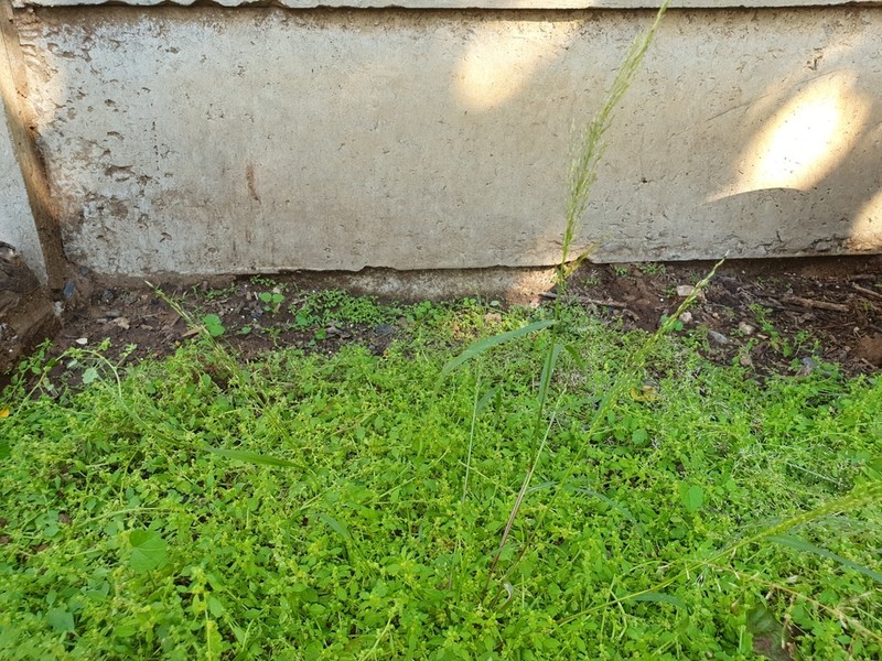 Land Grass photo 6