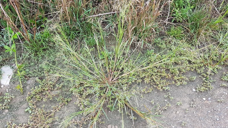 Land Grass photo 7