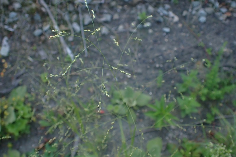 Land Grass photo 8