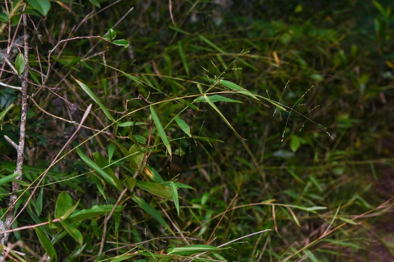 Panicum sellowii