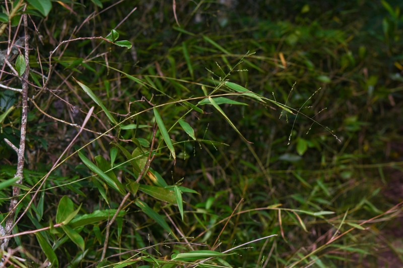 Panicum sellowii photo 2