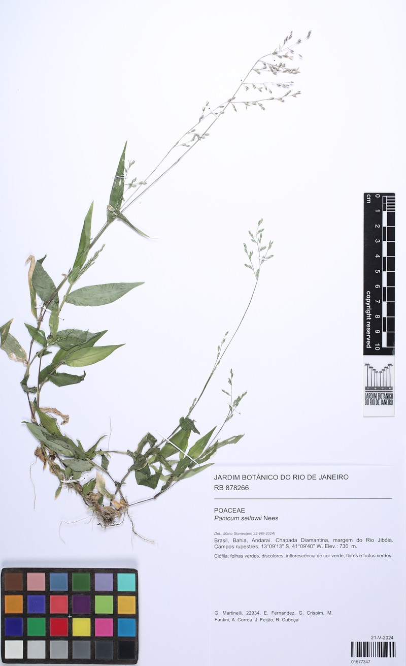 Panicum sellowii photo 3