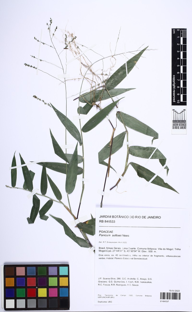 Panicum sellowii photo 4