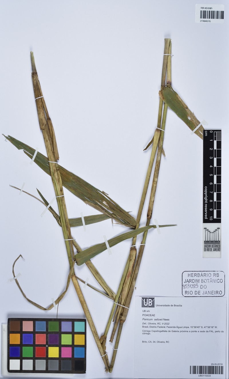 Panicum sellowii photo 5