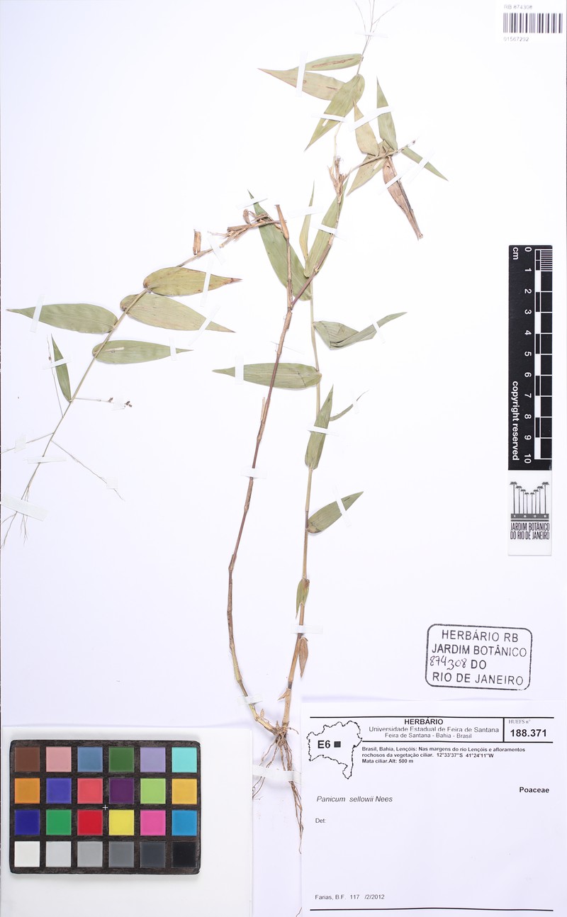Panicum sellowii photo 7