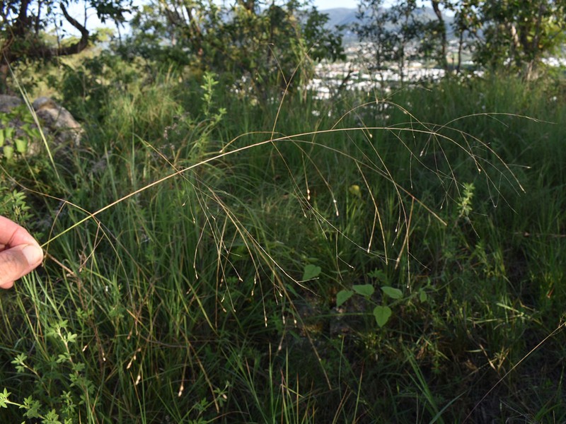 Panicum seminudum