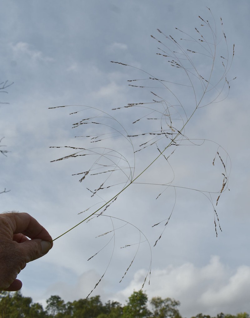 Panicum seminudum photo 2