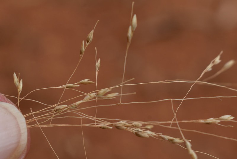 Panicum seminudum photo 3