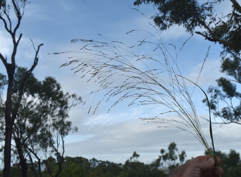 Panicum seminudum photo 4
