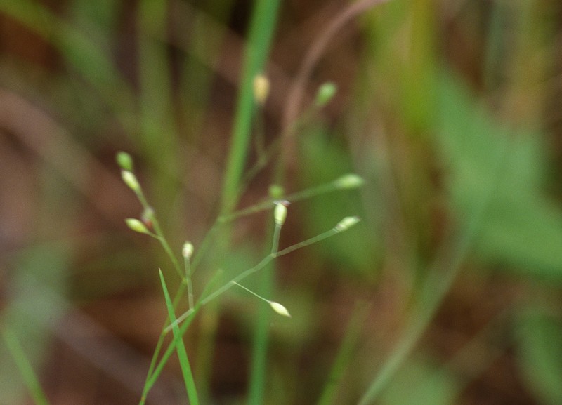 Panicum seminudum photo 5
