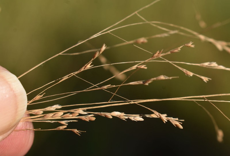 Panicum seminudum photo 6