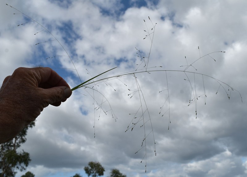 Panicum seminudum photo 7
