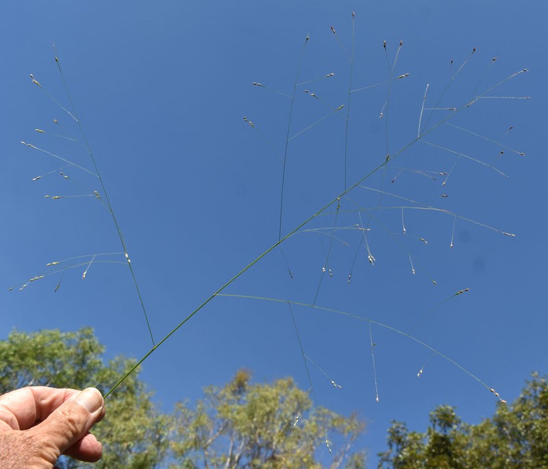 Panicum seminudum photo 8