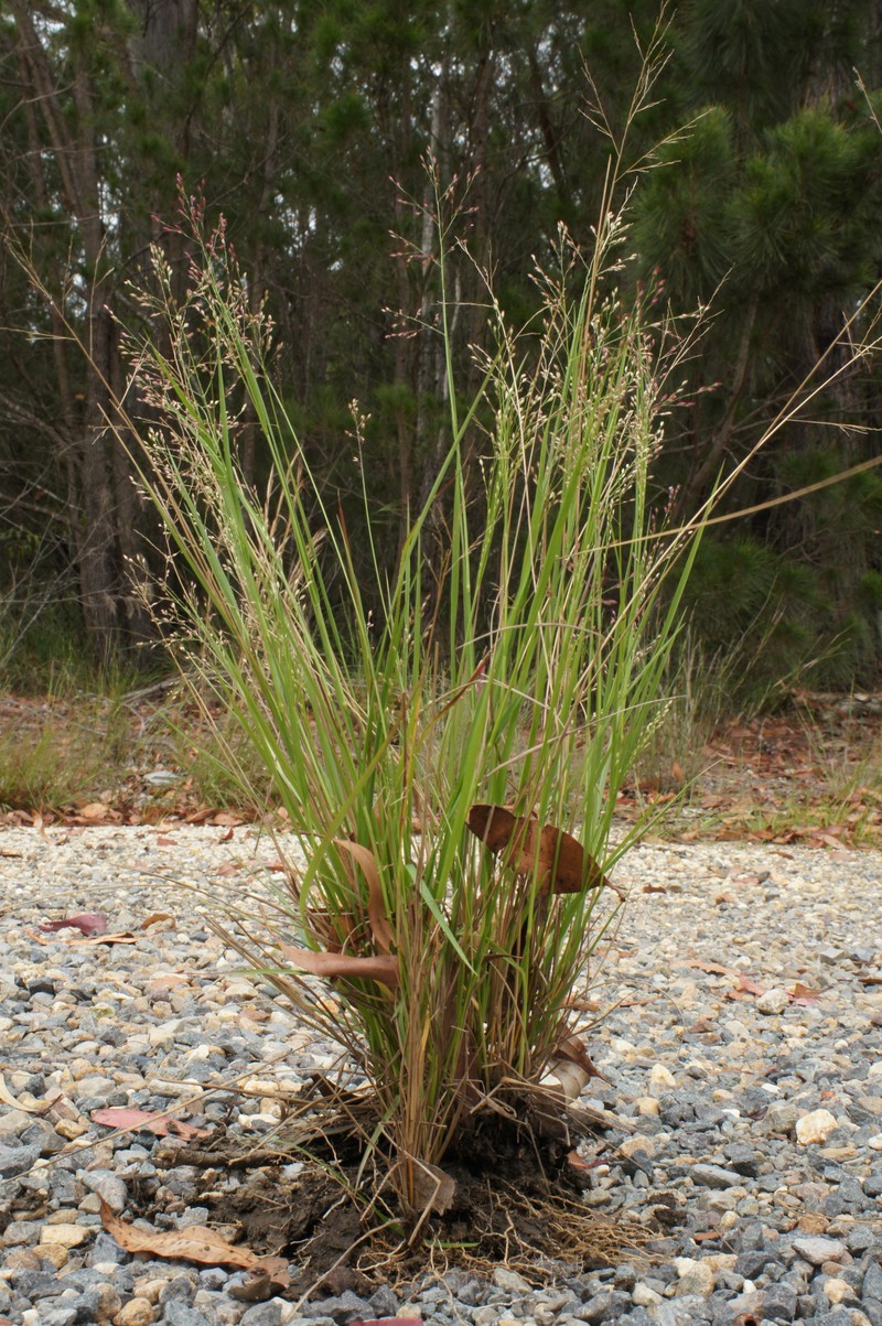 Panicum simile