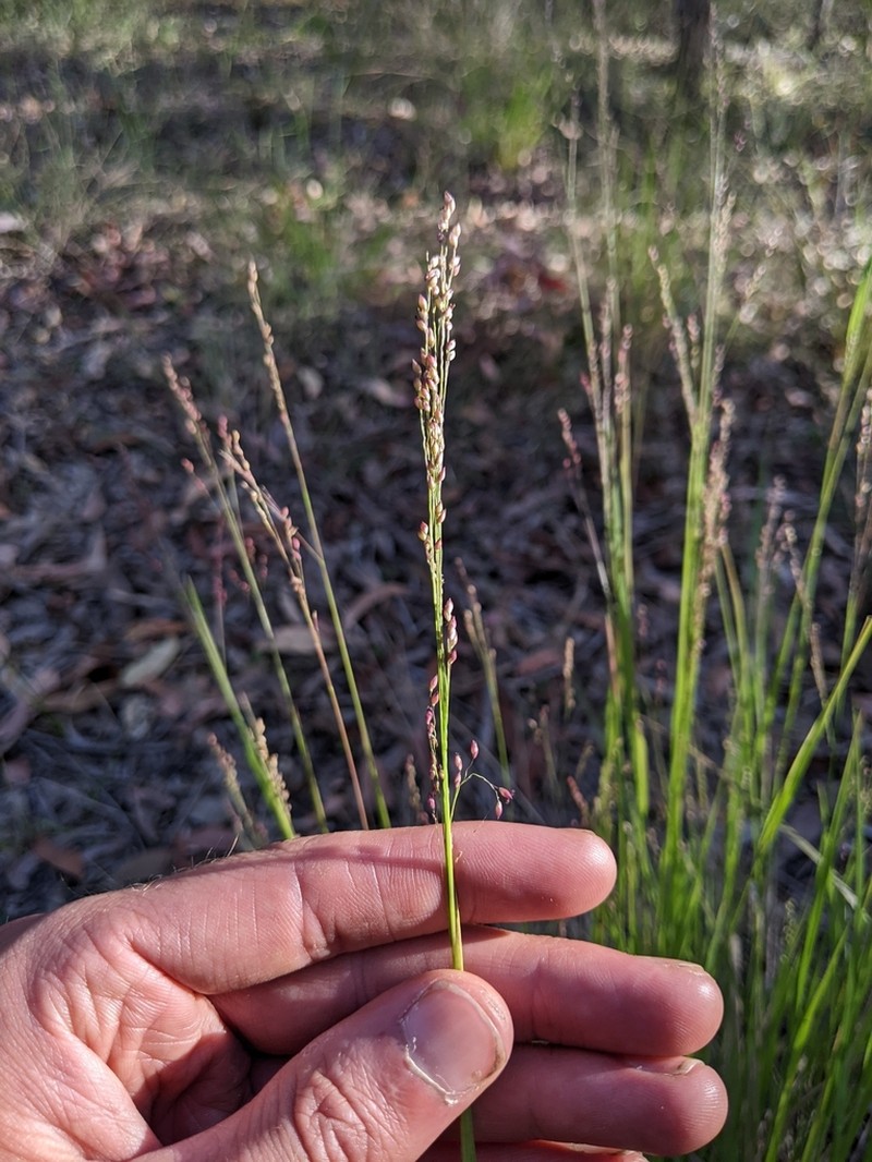 Panicum simile photo 2