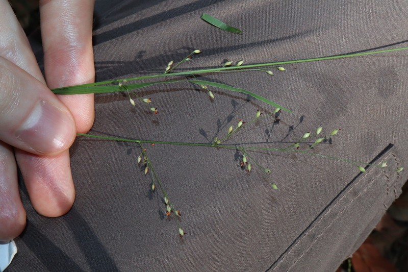 Panicum simile photo 3