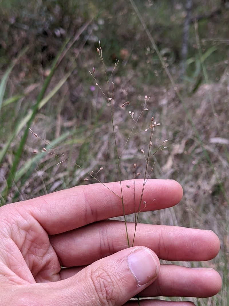 Panicum simile photo 4