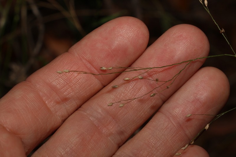 Panicum simile photo 5