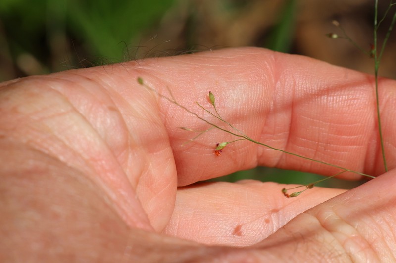 Panicum simile photo 6