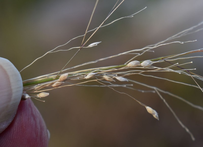 Panicum simile photo 7