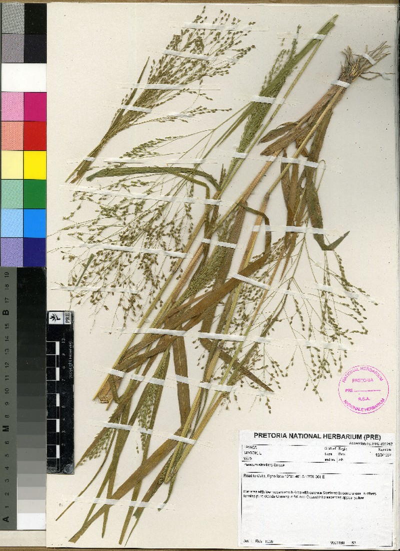 Panicum simulans