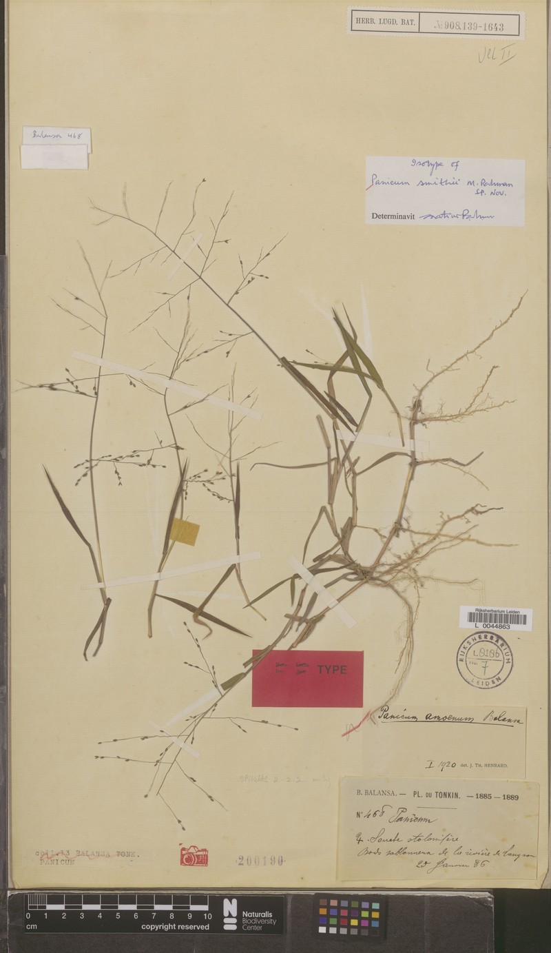 Panicum smithii